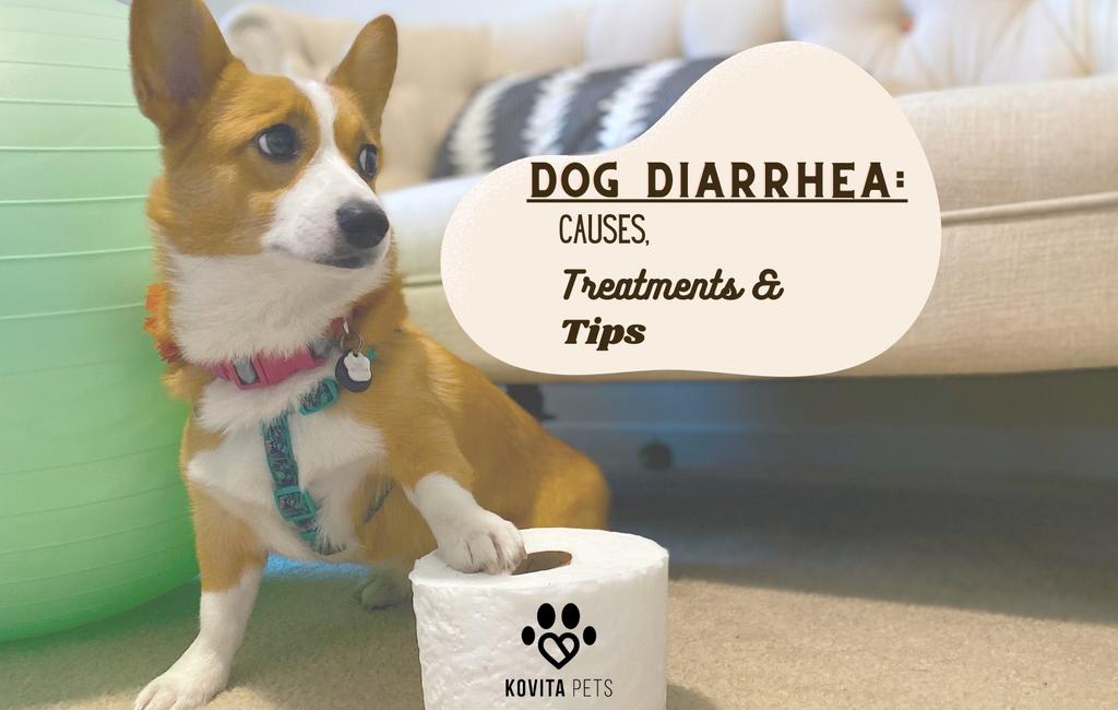 how-treat-a-dog-with-diarrhea